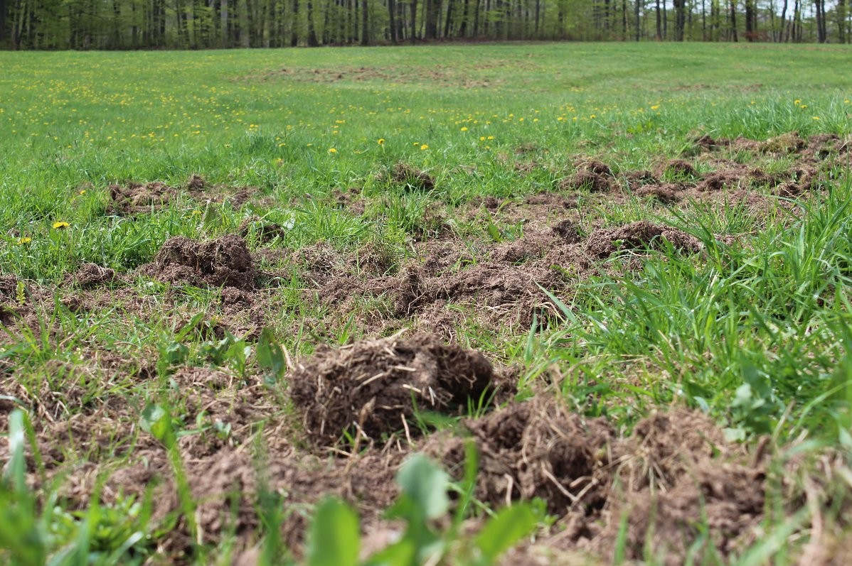 Wildschaden auf einer Wiesenfläche bei Hundeshagen